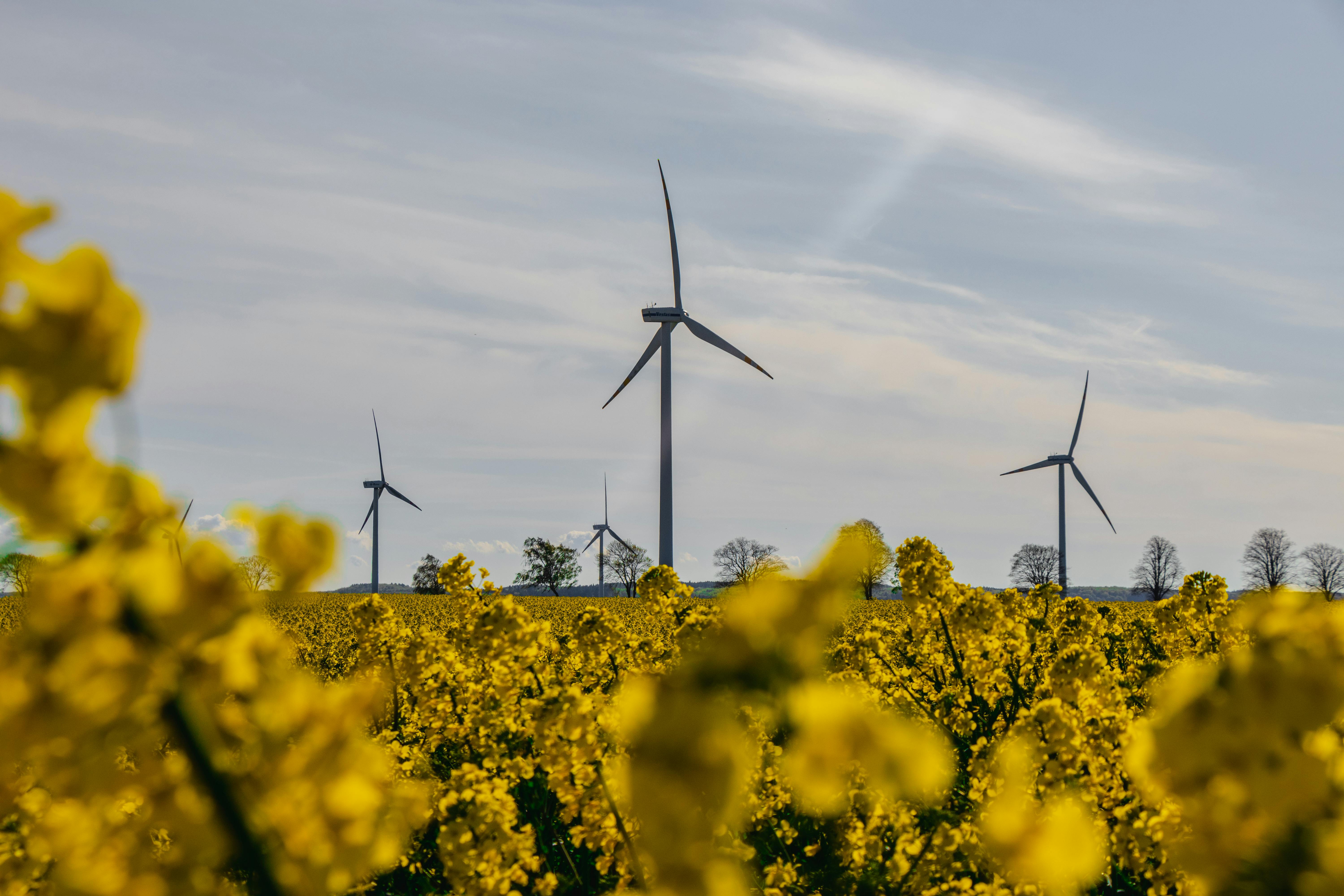 Champ de colza avec des éoliennes illustrant l’énergie renouvelable et la durabilité.